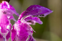 Blüte der Gefleckten Taubnessel nach dem Regen by Ronald Nickel