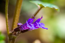 Die blau-violetten Blüten des Gundermann by Ronald Nickel