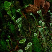 Trompetenflechte Cladonia fimbriata by atelier-kristen