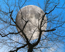 Evening moon von Michael Naegele