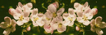  Apple blossoms  - Blütenpanorama von Chris Berger