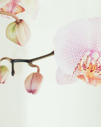 Orchid von Andrei Grigorev
