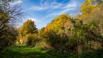 Ein grüner Weg im Herbst von Ronald Nickel