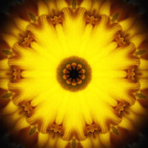 Daffodil Sunburst by James Hammond