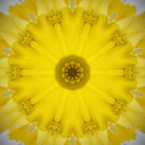 Daffodil Sun by James Hammond