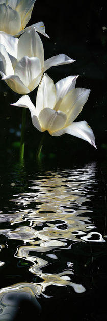 Tulip water - Tulpenwasser by Chris Berger