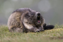 Alpenmurmeltier (Marmota marmota) by Dennis Heidrich