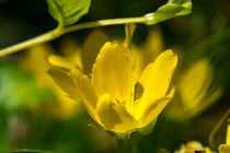 Die gelben Blüten des Pfennig-Gilbweiderich von Ronald Nickel