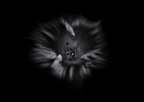 Backyard-flowers-in-black-and-white-26-flow-version-5x7