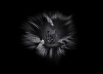 Backyard Flowers In Black And White 26 Flow Version von Brian Carson
