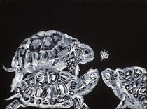 THREE  TERRAPINS AND ONE FLY by lautir