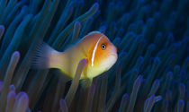 Clownfish - Anemonenfisch von schumacherfilm