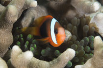 Tomato clownfish - Anemonenfisch by schumacherfilm
