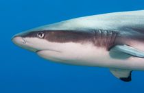 Gref reef shark - Grauer Riffhai von schumacherfilm