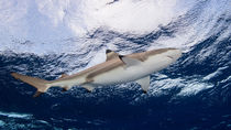Blacktip Reef Shark - Schwarzspitzen Riffhai von schumacherfilm