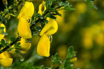 Die gelbe Blüte des Besenginsters im Regen von Ronald Nickel