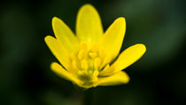 Die gelbe Blüte des Scharbockskrauts von Ronald Nickel