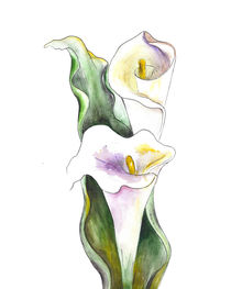 White Cala Lily von mikart