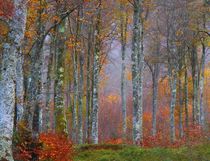 Automne by philippe berthier
