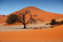 NAMIBIA ... Namib Desert Tree II by meleah