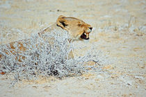 NAMIBIA ... The Lioness I von meleah