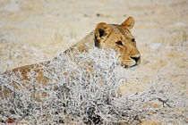 NAMIBIA ... The Lioness II by meleah