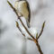 Chickadee-in-snow-2