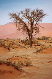 NAMIBIA ... Sossusvlei Oryx von meleah