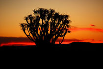 NAMIBIA ... Quiver Tree Sunset von meleah