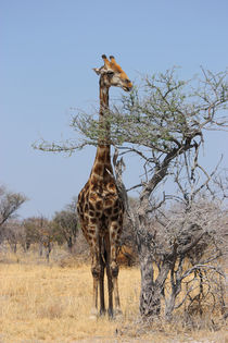 NAMIBIA ... eating giraffe von meleah