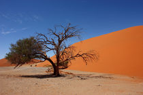 'NAMIBIA ... Namib Desert Tree III' by meleah