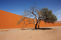 NAMIBIA ... Namib Desert Tree IV by meleah