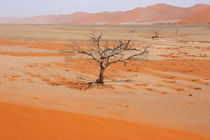 NAMIBIA ... Namib Desert Tree V by meleah