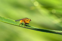 Insektenmakro by Bernhard Kaiser