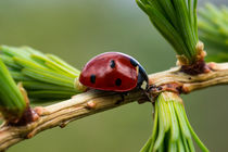 Ein Marienkäfer auf einem Lärchenzweig by Ronald Nickel