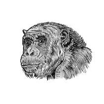 Chimp with a Pearl Earring von Condor Artworks