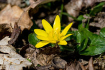 Die gelbe Blüte der Feigwurz by Ronald Nickel