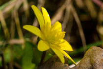 Die gelbe Blüte des Scharbockskraut von Ronald Nickel