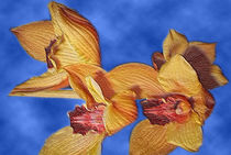 Orchideen von frakn
