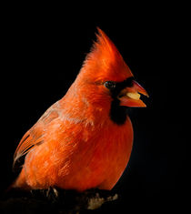 Northern Cardinal 1 by Tim Seward