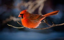 Northern Cardinal 2 by Tim Seward