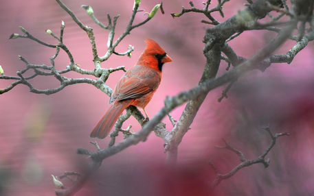 Northern-cardinal-red-background