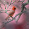 Northern-cardinal-red-background