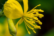 Die gelbe Blüte des Schöllkraut von Ronald Nickel