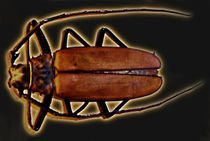 Käfer von frakn