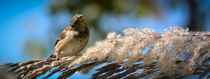 House Sparrow 1 von Tim Seward