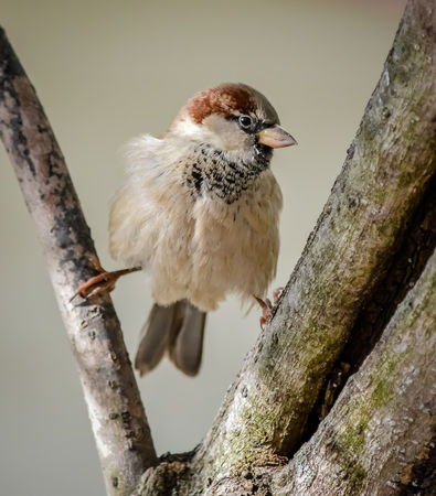 House-sparrow-2