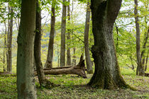 Alte Bäume im frühlingshaften Wald von Ronald Nickel