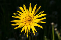 Die Gelbe Blüte des Wiesen-Bocksbart von Ronald Nickel