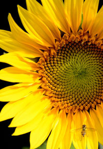 Sunflower and Bee von Tim Seward